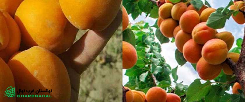 از نهال زردآلو؛ راهنمای انتخاب، کاشت و پرورش ارقام پربازده