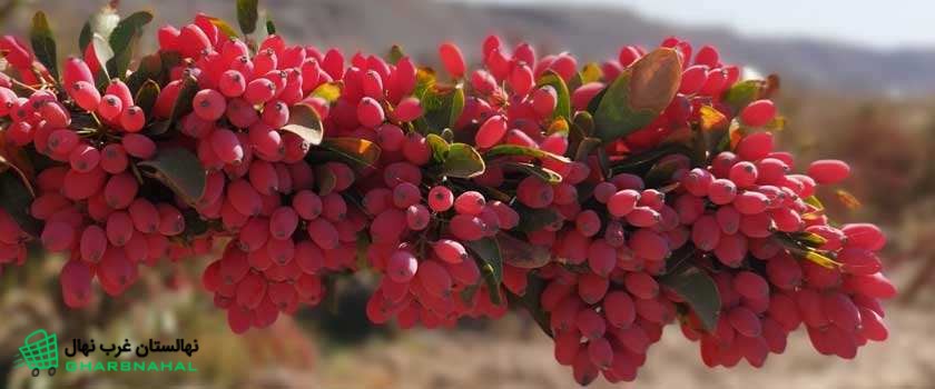 راهنمای خرید، کاشت و پرورش نهال زرشک