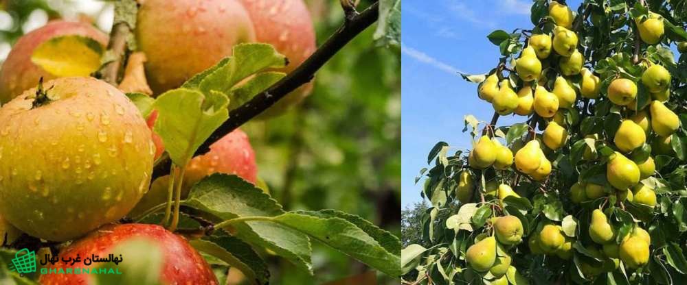 معرفی بهترین ارقام نهال سیب و گلابی