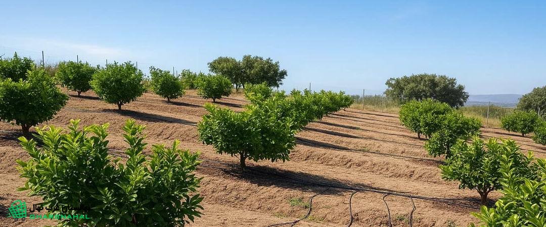 معایب و مشکلات آبیاری غرقابی