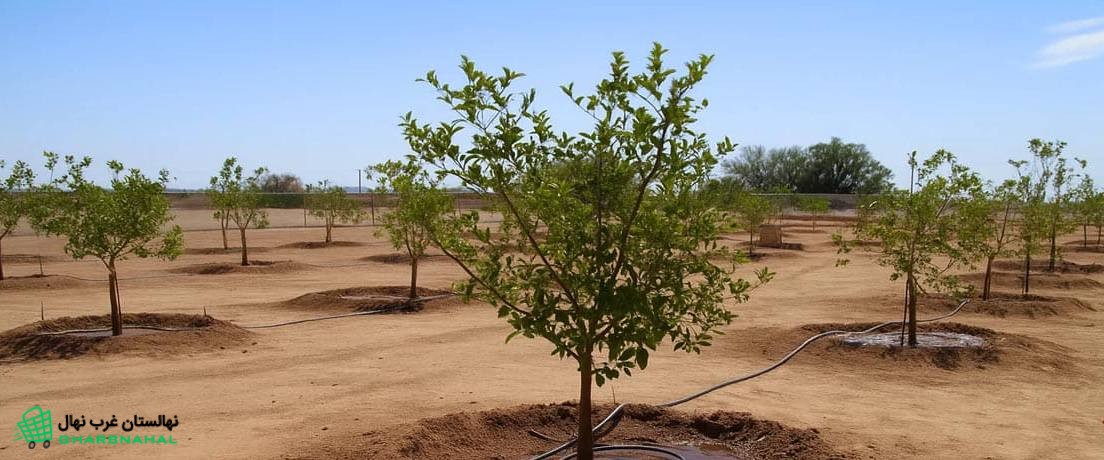 مزایای آبیاری قطره&zwnj;ای