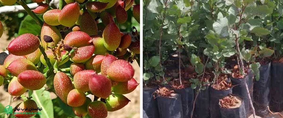 چه نهال پسته ای را انتخاب کنم که ارزش صادرات داشته باشد؟