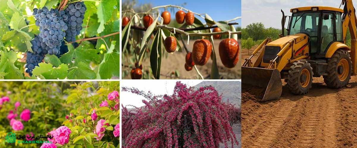 بهترین نهال‌های میوه دیم
