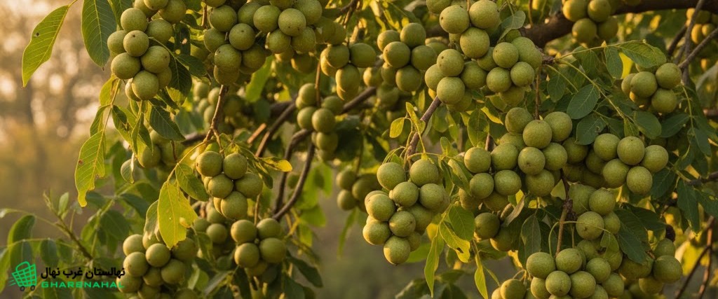 بررسی بازار فروش گردو در داخل و خارج از کشور