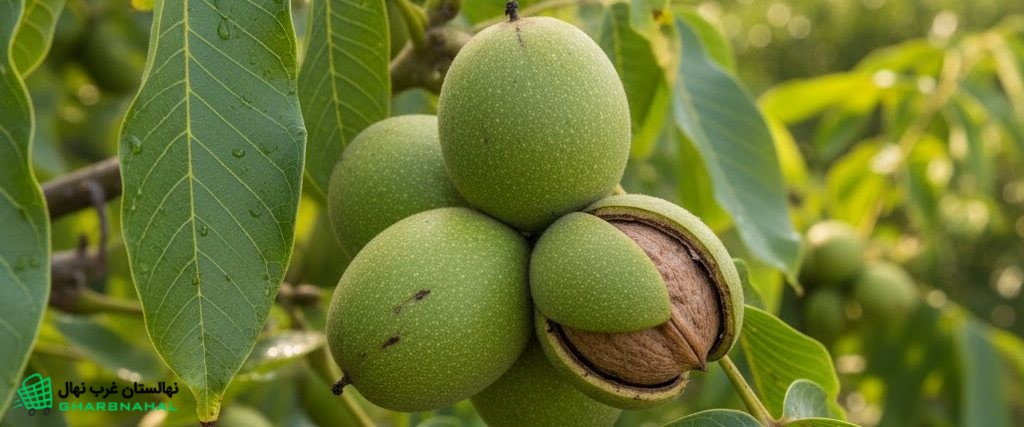 نهال گردوهایی با رشد سریع؛ روایت موفقیت در سه سال نخست