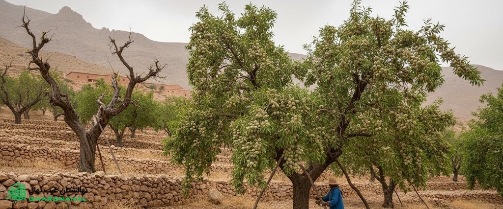 🌎 نقش شرایط خاک در تغذیه درخت&zwnj; بادام