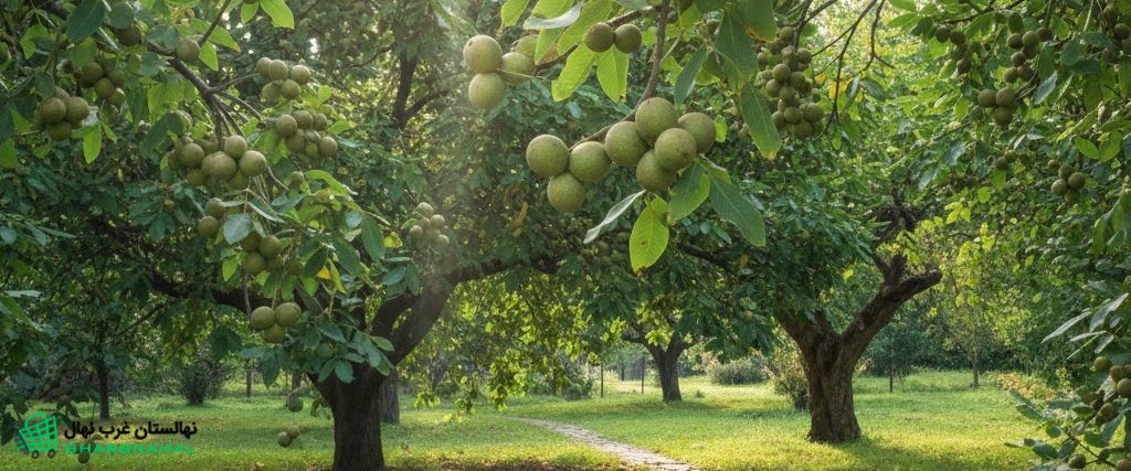 نهال (درخت) گردوی پربازده + مشاوره دقیق، نتیجه واقعی | همه در نهالستان غرب نهال 🌳💰