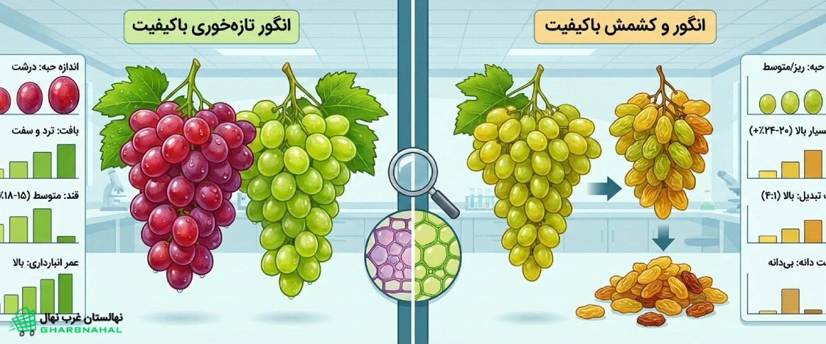 🍇 تحلیل تفاوت عملکرد انگور تازه‌خوری و کشمشی