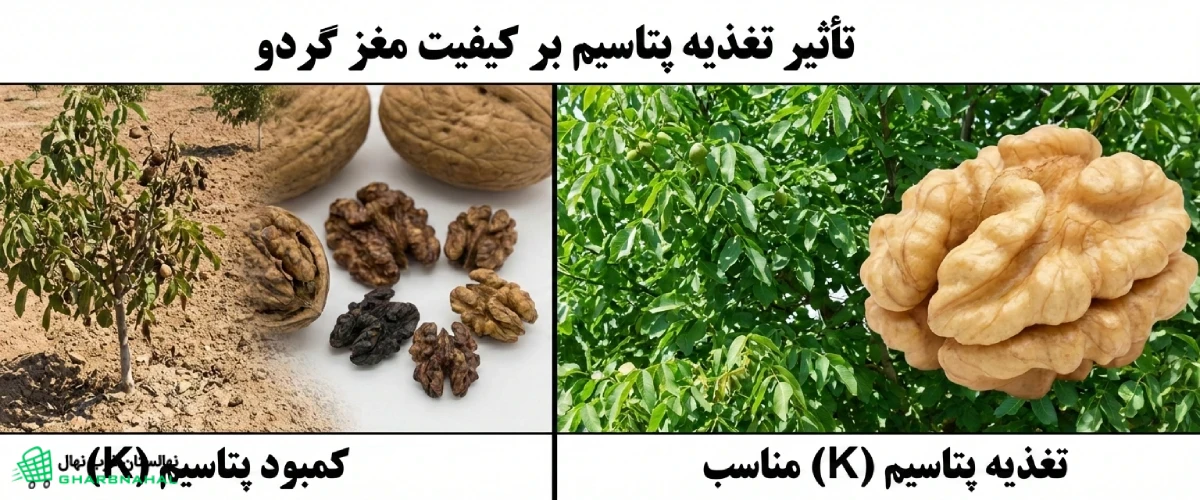 تأثیر تغذیه پتاسیم بر کیفیت مغز گردو🌳