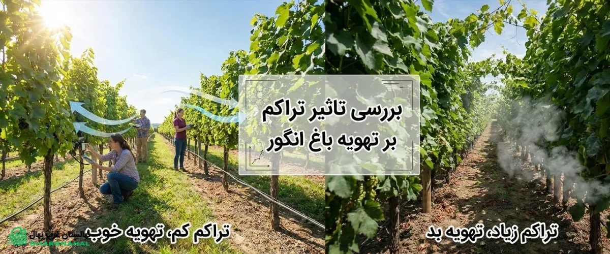 بررسی تأثیر تراکم کاشت بر تهویه باغ انگور 🍇