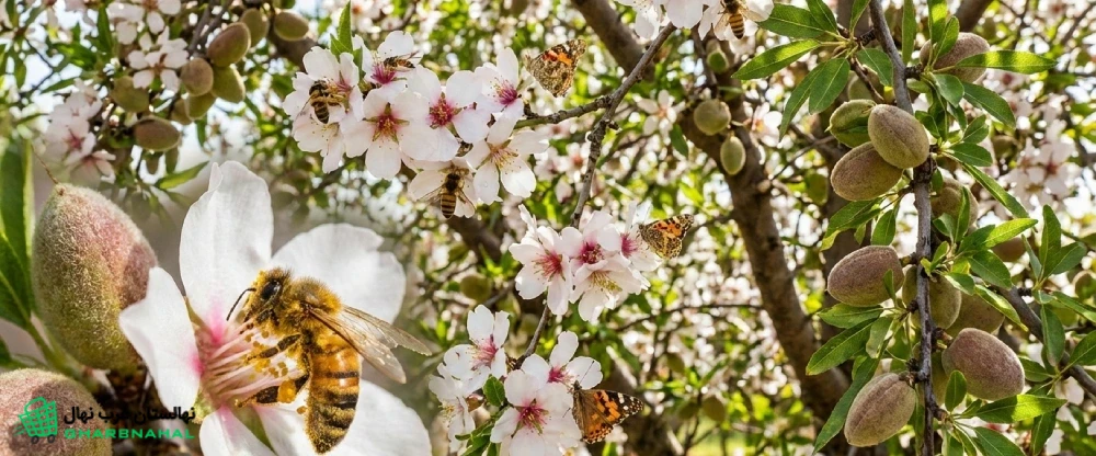 نقش گرده‌افشان‌ها در افزایش باردهی باغ بادام🌸