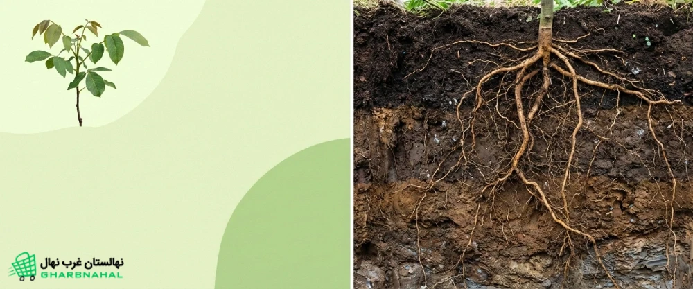 🌱 نقش خاک عمیق در رشد ریشه نهال گردو