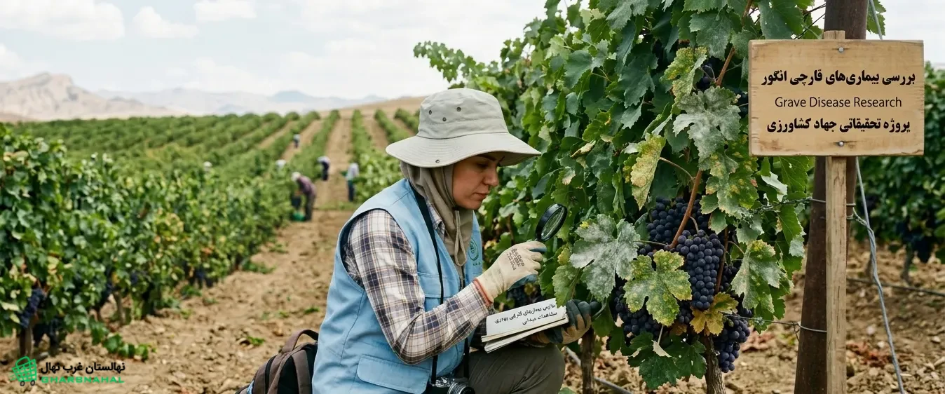 بررسی بیماری‌های قارچی نهال (درخت) انگور🍇