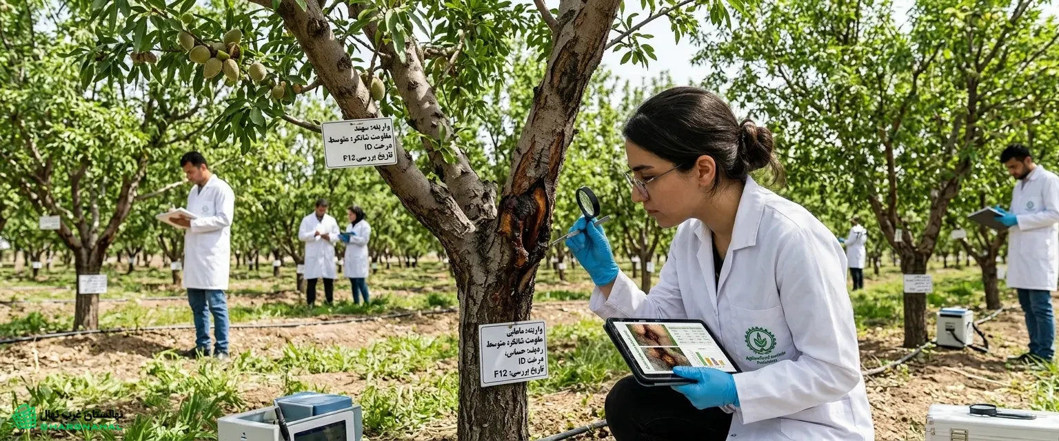 بررسی مقاومت نهال (درخت) بادام به بیماری شانکر باکتریایی🌸