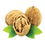 نهال گردو